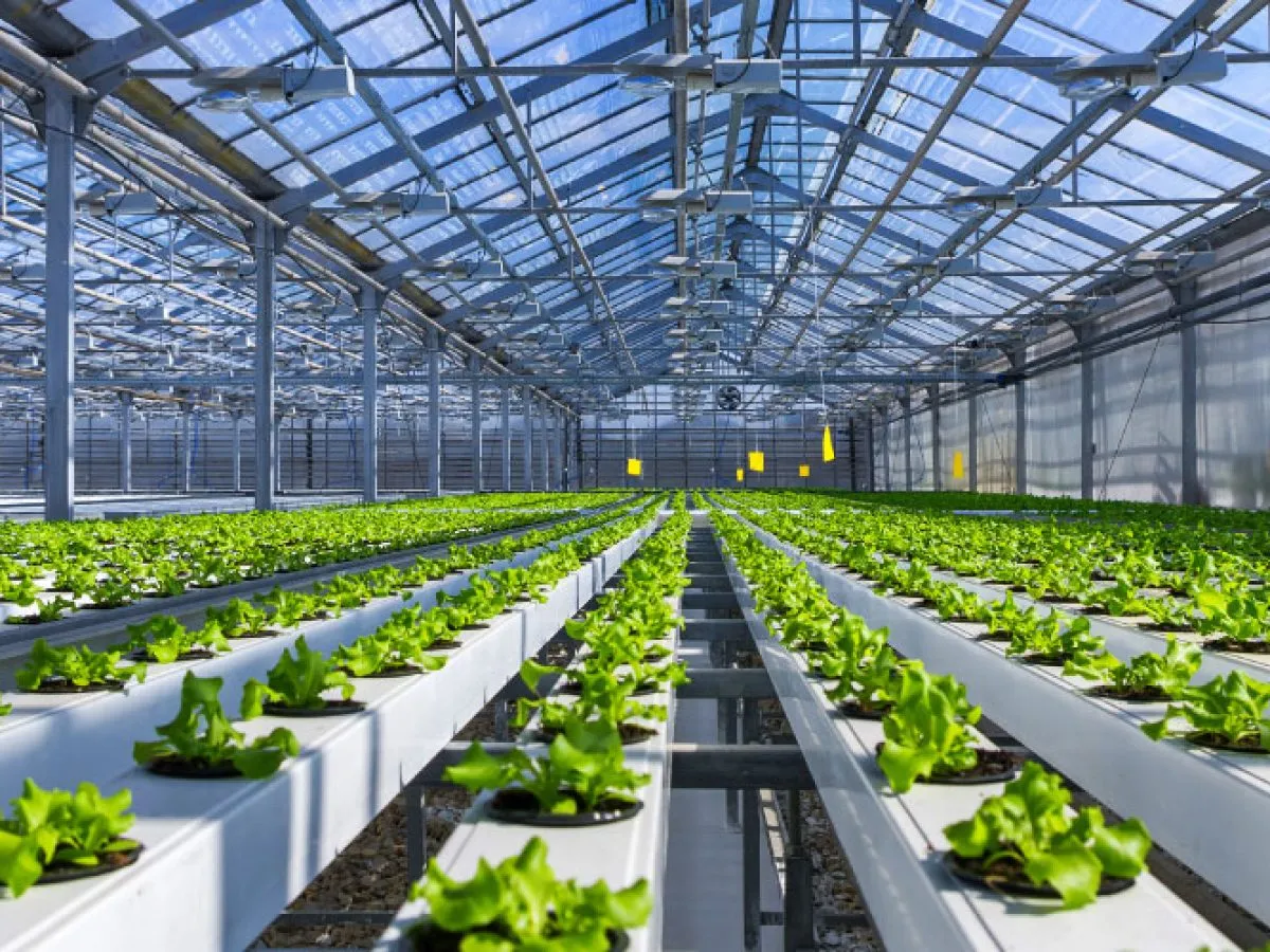 طرح احداث گلخانه هیدروپونیک
