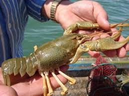 طرح پرورش و تکثیر شاه میگو